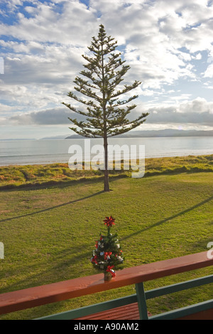 Whispering Sands Beach Front Motel Gisborne Nuova Zelanda Norfolk Pine Tree sul fronte spiaggia vista dall'hotel Foto Stock