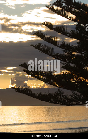 Whispering Sands Beach Front Motel Gisborne Nuova Zelanda Norfolk Pine Tree sul fronte spiaggia vista dall'hotel Foto Stock