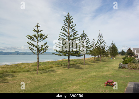 Whispering Sands Beach Front Motel Gisborne Nuova Zelanda Norfolk Pine Tree sul fronte spiaggia vista dall'hotel Foto Stock