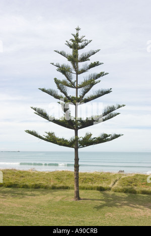 Whispering Sands Beach Front Motel Gisborne Nuova Zelanda Norfolk Pine Tree sul fronte spiaggia vista dall'hotel Foto Stock