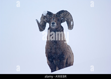 Un Bighorn ram in piedi che guarda su una cresta in una tempesta di neve. Foto Stock