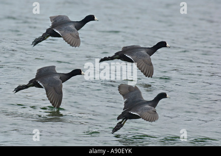 Quattro Coot anatre battenti Foto Stock