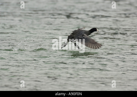 Una Folaga Duck in esecuzione su acqua Foto Stock