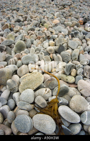 Splendidamente colorati lisci ciottoli e massi fare grande arte immagini su questa spiaggia scozzese con un po' di alghe Foto Stock