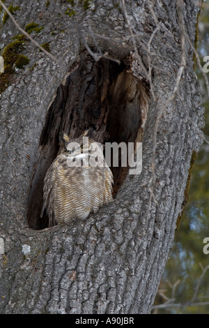 Grande Gufo cornuto sono ' appollaiati nel cavo di un albero Foto Stock