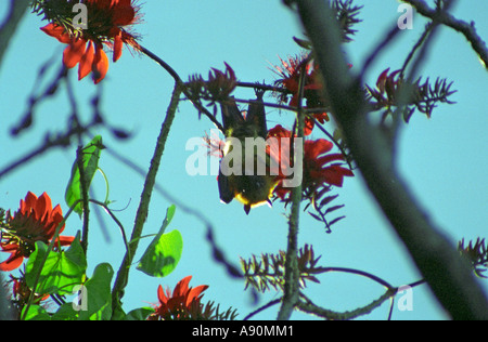 AFRICA MADAGASCAR Agosto un frutto bat sono ' appollaiati in un albero dalla famiglia Pteropodidae noto anche come volpi volanti Foto Stock