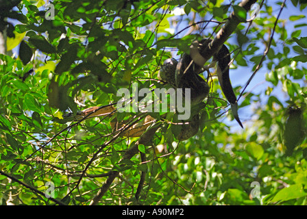 LOKOBE MADAGASCAR AFRICA Agosto un malgascio Tree Boa arricciata attorno al rami Foto Stock