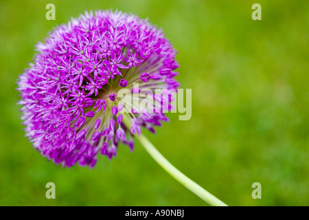 Unico viola Allium Foto Stock