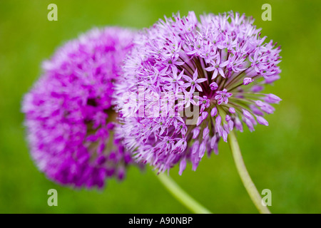 Due Alliums viola Foto Stock