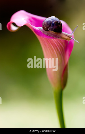 Calla Lily con lumaca Foto Stock