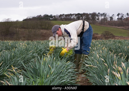 Daffodil commerciale picker, il prelievo e la raccolta di daffodil blumi, bulbi a fattoria scozzese, Montrose bacino, Aberdeenshire, Regno Unito Foto Stock