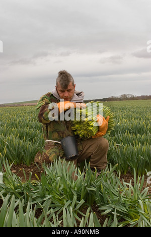 Daffodil commerciale picker, il prelievo e la raccolta di narcisi blumi a fattoria scozzese, Montrose bacino, Aberdeenshire. Regno Unito Foto Stock