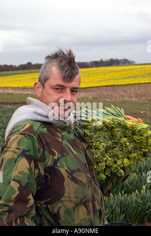 Daffodil commerciale picker, il prelievo e la raccolta di narcisi blumi a fattoria scozzese, Montrose bacino, Aberdeenshire. Regno Unito Foto Stock