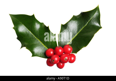 Agrifoglio di Natale Foto Stock