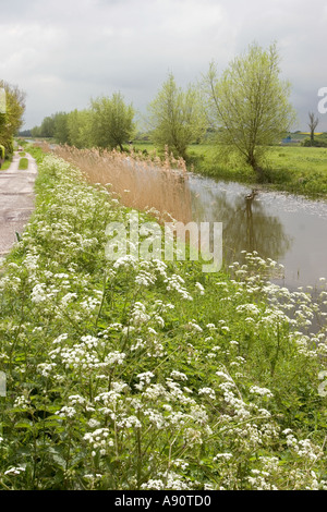 Inghilterra Somerset Bridgewater Canal Taunton orlate da spirea Foto Stock