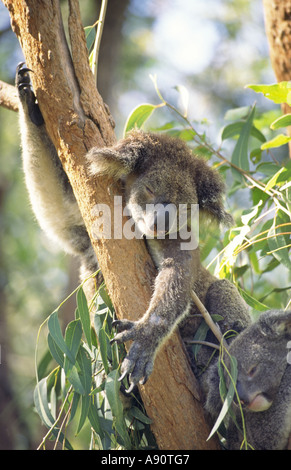 Australia Magnetic Island Koala con baby dormire su un albero Foto Stock