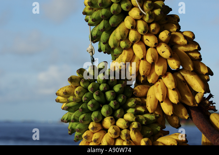 Mucche di banane sull'albero, Maldive. Foto Stock