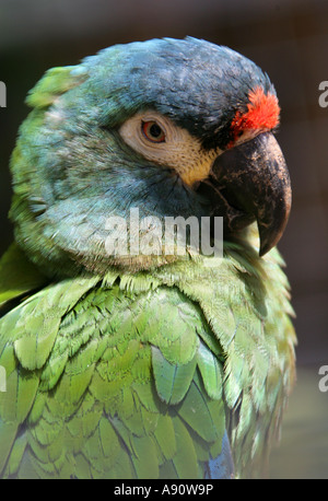 Red Lored Amazon Parrot, Amazona autumnalis Foto Stock