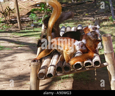 NOSY KOMBA MADAGASCAR AFRICA Agosto femmina nera lemur arrampicata su una sede di bambù Foto Stock