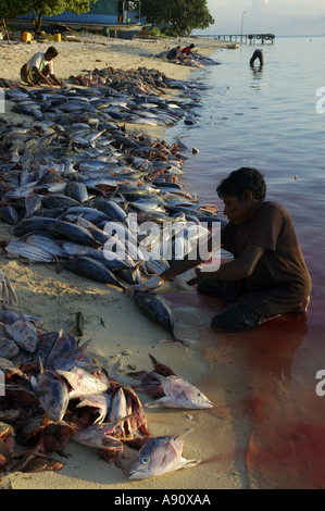 I pescatori il taglio delle teste fuori di tonno sulla spiaggia al tramonto, Maldive. Foto Stock