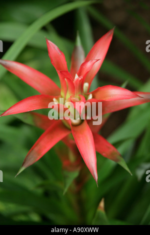 Guzmania 'aranciata', Bromeliaceae, Arizona, California, Florida, Hawaii, Stati Uniti d'America Nord America Foto Stock
