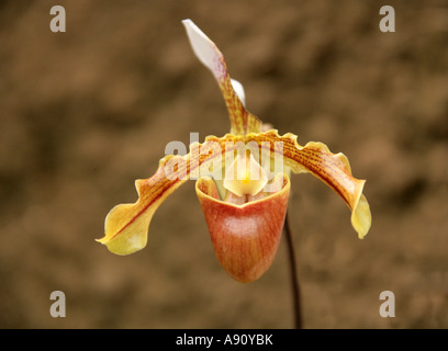 Signora giallo Slipper Orchid Paphiopedilum sp Foto Stock