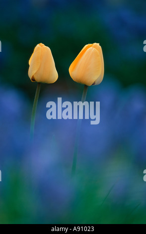 Due tulip le teste dei fiori tra blu 'uva" Giacinto fiori Foto Stock