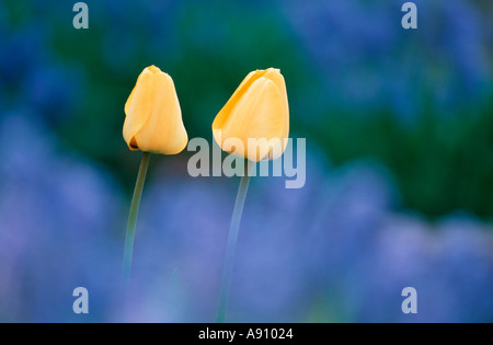 Due tulip le teste dei fiori tra blu 'uva" Giacinto fiori Foto Stock