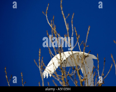 Civetta delle Nevi di prendere il volo da albero Foto Stock