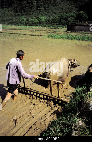 Bufalo d'acqua cina Foto Stock
