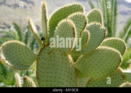 Prickly Pear Cactus, Opuntia Microdasys Foto Stock