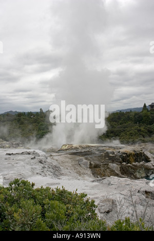 Nuvole di vapore geotermico che erutta da Pohutu Geyser Te Puia Whakarewarewatanga Riserva Termale di Rotorua in Nuova Zelanda Foto Stock