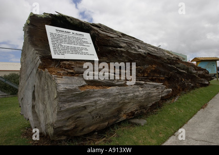 Grande Palude kauri log scavata nella zona umida su Bryants Agriturismo vicino a Dargaville Matakohe Northland Isola Nuova Zelanda Foto Stock