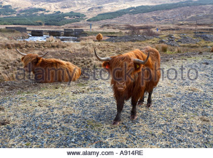 Due mucche Highland Foto Stock