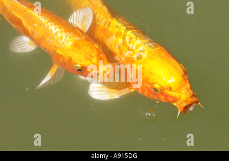 Carpe Koi, Cyprinus carpio, Cyprinidae Foto Stock