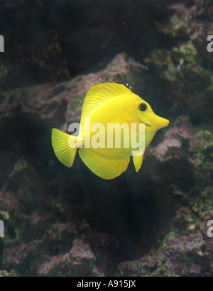 Pesce tang giallo, Zebrasoma flavescens Foto Stock