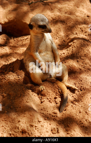 Snello-tailed Meerkat Suricata suricatta al Taronga Zoo di Sydney, Nuovo Galles del Sud Australia. Foto Stock