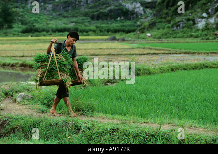 Uomo che porta producono in cesti sulla sua spalla nei pressi di Yangshuo, provincia di Guangxi, Cina Foto Stock