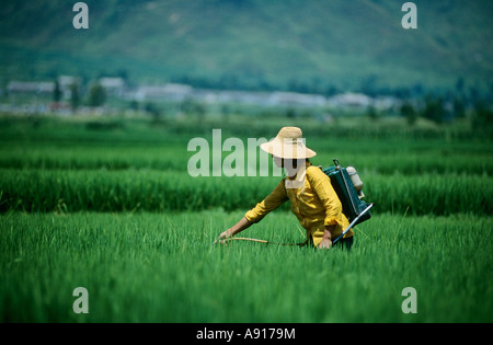 Donna cinese la spruzzatura di campo di riso, nella provincia dello Yunnan in Cina Foto Stock