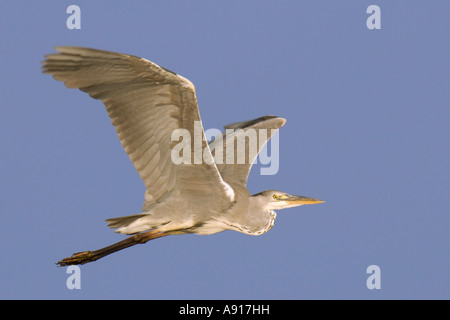 Airone cenerino Ardea cinerea Foto Stock