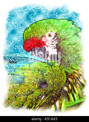 Digital Macaw una creazione originale Foto Stock