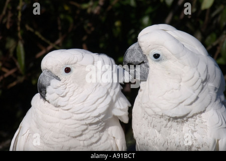 Una coppia di ombrello cacatua Foto Stock