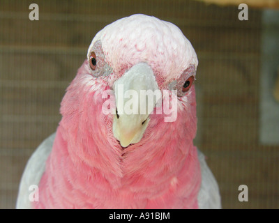 La testa di un Galah guardare dritto verso la fotocamera. Altrimenti noto come una rosa Breasted Cockatoo dall Australia Foto Stock