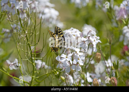 Coda forcuta Butterfly Papilio machaon Foto Stock