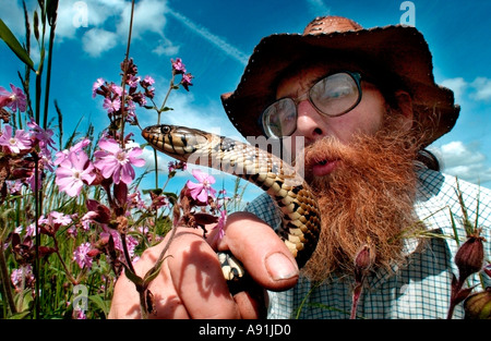 Un conservatore esaminando un inglese biscia in una riserva naturale Foto Stock