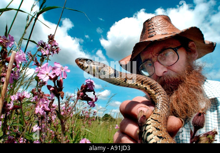 Un conservatore esaminando un inglese biscia in una riserva naturale Foto Stock