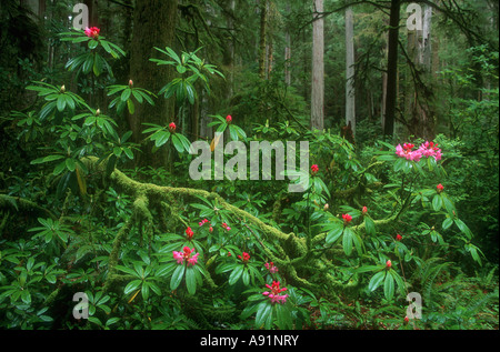 Rododendri in Jedediah Smith Redwoods State Park, California, U.S.A. Foto Stock