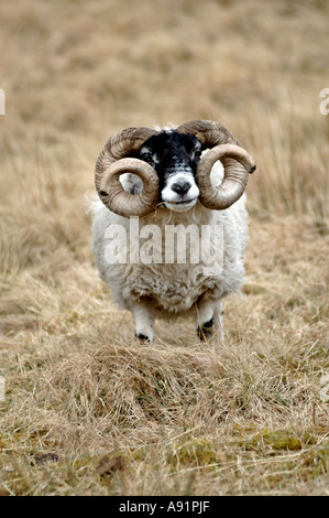 Highland Ram, Scotland, Regno Unito Foto Stock