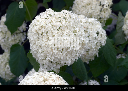 Hydrangea arborescens Annabelle Foto Stock