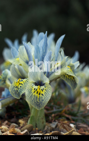 Iris reticulata " Katherine Hodgkin' Foto Stock